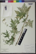 Aconitum columbianum subsp. columbianum image