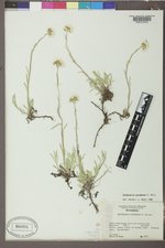 Antennaria corymbosa image