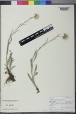 Antennaria anaphaloides image