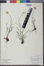Antennaria anaphaloides image