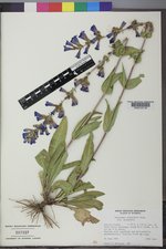 Penstemon cyananthus image