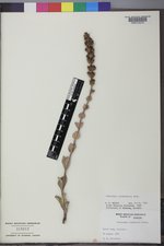 Penstemon cyathophorus image