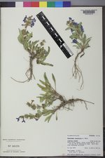 Penstemon arenicola image