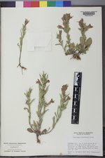 Penstemon eriantherus image