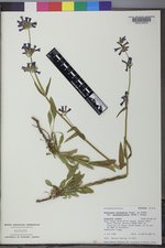 Penstemon attenuatus image