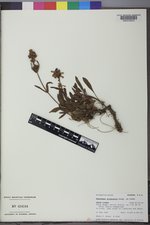 Penstemon attenuatus var. pseudoprocerus image