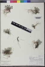 Antennaria dimorpha image