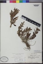 Penstemon eriantherus var. cleburnei image