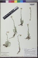 Antennaria corymbosa image