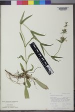 Penstemon gracilis image