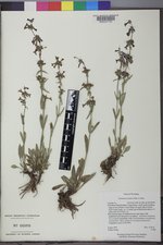 Penstemon humilis image