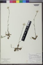 Antennaria howellii subsp. howellii image