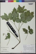 Actaea rubra image