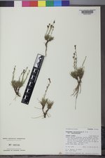 Penstemon laricifolius var. laricifolius image