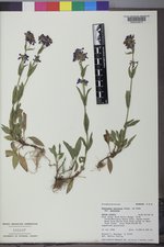 Penstemon procerus var. procerus image