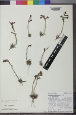 Penstemon laricifolius var. laricifolius image