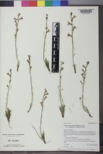 Penstemon laricifolius var. exilifolius image