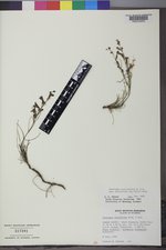 Penstemon laricifolius var. exilifolius image