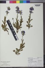 Penstemon procerus var. procerus image