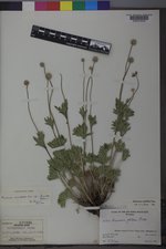 Anemone multifida var. saxicola image