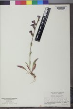 Penstemon subglaber image