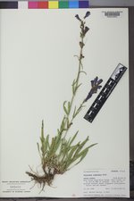 Penstemon subglaber image