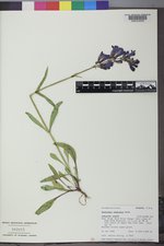 Penstemon subglaber image