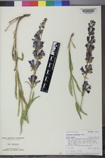 Penstemon subglaber image