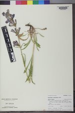 Penstemon subglaber image