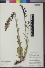 Penstemon subglaber image