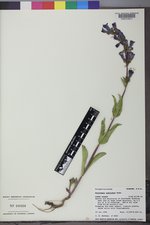 Penstemon subglaber image