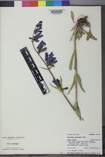 Penstemon subglaber image