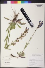 Penstemon subglaber image