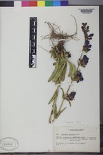 Penstemon subglaber image