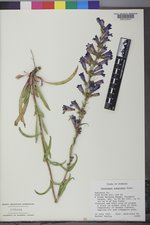 Penstemon subglaber image