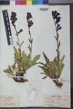 Penstemon subglaber image