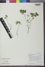 Aquilegia laramiensis image