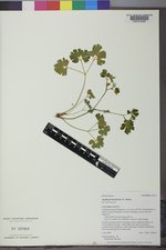 Aquilegia laramiensis image
