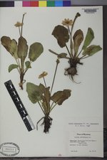 Caltha chionophila image