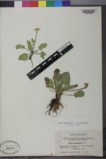 Caltha chionophila image