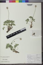 Anemone multifida var. tetonensis image