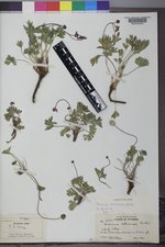 Anemone multifida var. tetonensis image