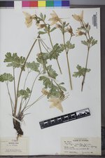 Aquilegia coerulea var. ochroleuca image