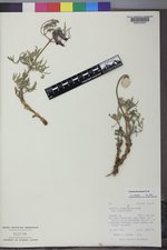Clematis hirsutissima var. hirsutissima image