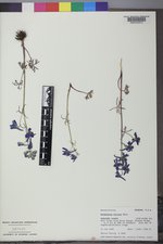 Delphinium bicolor image