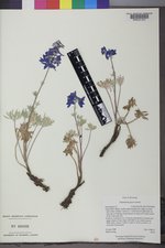 Delphinium geyeri image