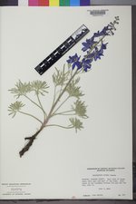 Delphinium geyeri image