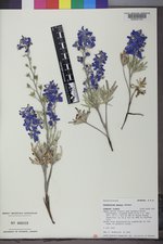 Delphinium geyeri image