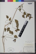 Clematis occidentalis var. grosseserrata image