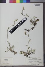 Antennaria racemosa image